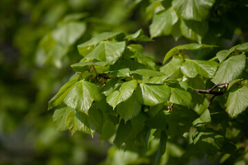 green tree leaves close-up on blurred bokeh background - 763701051