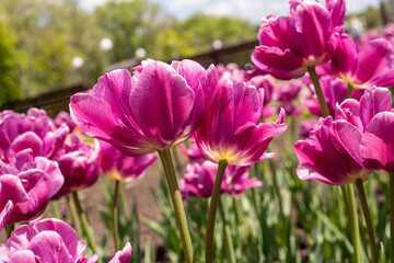 Blooming tulip close-up against the background of the spring sky.