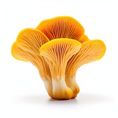 Chanterelle mushrooms isolated on white background - obrazy, fototapety, plakaty