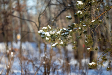 green pine trees covered with white snow, close-up landscape - 763701496