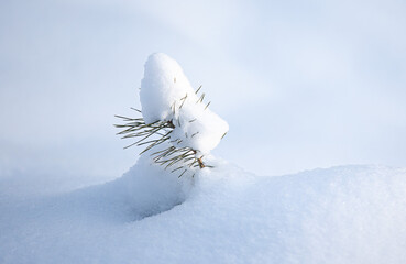 green pine trees covered with white snow, close-up landscape - 763701657