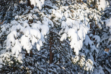 green pine trees covered with white snow, close-up landscape - 763701687