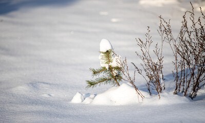 green pine trees covered with white snow, close-up landscape - 763701690