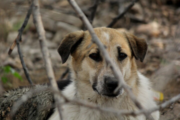 A beautiful dog  in a field in dry lake