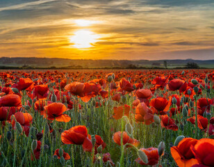 Fototapeta na wymiar Breathtaking landscape of a poppy field at sunset with the sun dipping low on the horizon, casting a warm glow over the vibrant red flowers