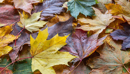 Naklejka na ściany i meble full frame background consisting of pile of multicolored autumn leaves placed one on another