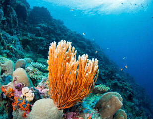 Orange sponge on a bustling coral reef ecosystem