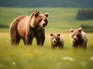 Fotobehang Brown bear ursus arctos mother with two cubs on green © FAVOUR