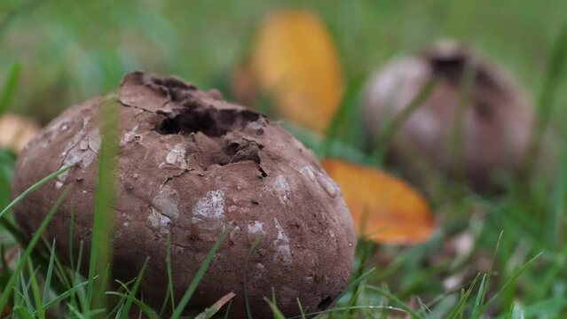 Two Puffball Mushrooms releasing spores
