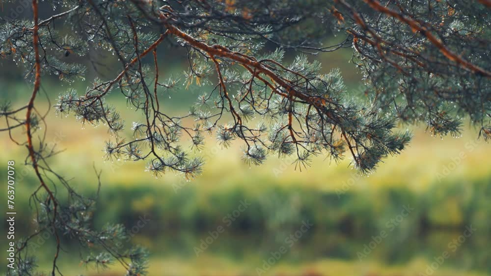 Poster soft needles on pine tree branches beaded with raindrops. slow-motion parallax shot, bokeh backgroun