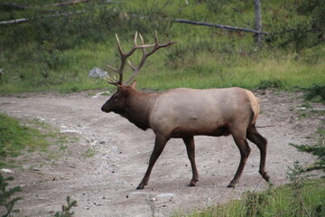 Obraz premium Elk In The Wild, Jasper National Park, Alberta