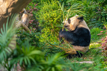 The giant panda eating bamboo in the Macau Giant Panda Pavilion, China. © Daniel Ferryanto