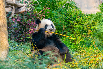 The giant panda eating bamboo in the Macau Giant Panda Pavilion, China. © Daniel Ferryanto
