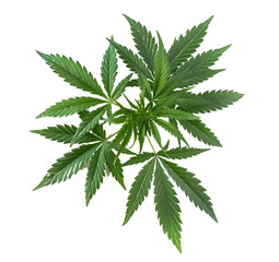 Male hemp or cannabis plant leaves