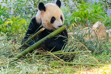 Fototapeta premium The giant panda eating bamboo in the Macau Giant Panda Pavilion, China.
