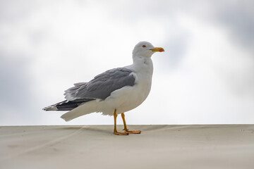 Seagull bird close-up in nature