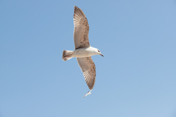 Seagull in flight against the sky - 763709630
