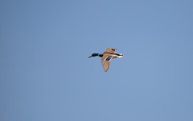 Wild duck flies against the blue sky.