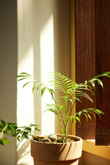 Comfortable rest by the sunny window. A background with sunlight and shadows that can be used in various designs.
