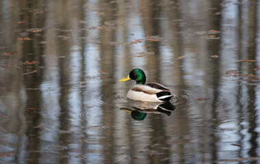Wild duck swims in the pond, spring nature.