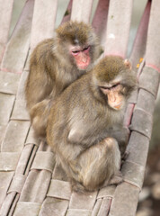 Macaques are a genus of primates in the monkey family.