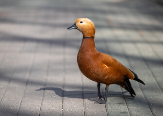 Ogar, red duck, in the city park. - obrazy, fototapety, plakaty