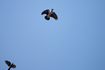 Fototapeta premium crow in flight against the blue sky