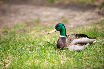 Wild duck swims in the pond, spring nature. - 763709867