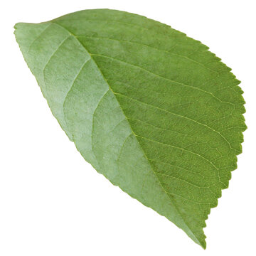 isolated green plum leaf cut from the background.