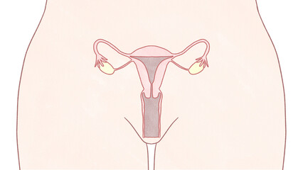 Blank Female reproductive system Diagram unlabeled transparent PNG