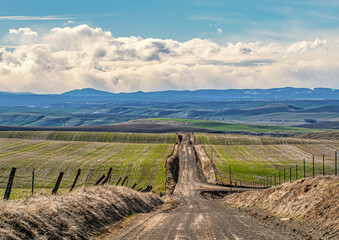 Fields of Winter Wheat coming up in the early spring. 