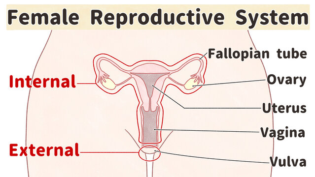 Female reproductive system Labeled Diagram PNG