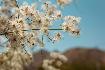 Dry grass flowers on the background of the blue sky. Selective focus with perfect details.