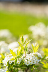 A close up of a shrub with white flowers and green leaves, creating a beautiful natural landscape. The petals stand out against the green grass and groundcover, resembling a meadow in full bloom