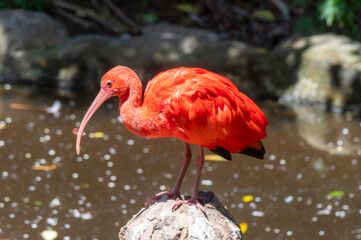 "Birds of Eden" national park in South Africa