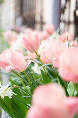 A variety of pink tulip flowers are blooming in the garden, adding a pop of color against the green grass and rural country house. Springtime