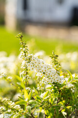 A shrub with white flowers and green leaves stands in a garden among other terrestrial plants, creating a natural landscape with its beautiful groundcover