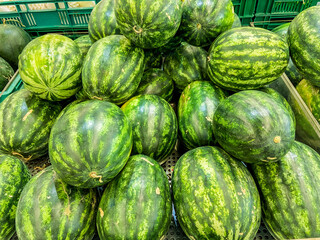 Fresh whole watermelons 