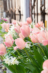 An arrangement of pink and white tulip fresh flowers bloom in a garden among lush green grass and flowerpots, creating a beautiful display of color and texture