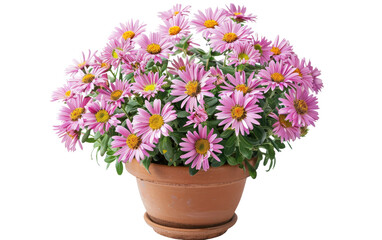 Aster Bloom Vessel isolated on transparent Background