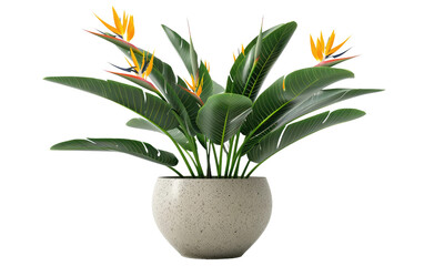 Fototapeta na wymiar Exotic Flora: Bird of Paradise Pot Plant isolated on transparent Background