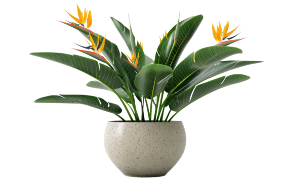 Exotic Flora: Bird of Paradise Pot Plant isolated on transparent Background