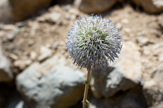 Echinops lanceolatus, globe shaped flower plant covered with thorns in the desert. 