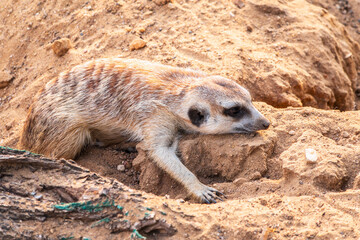 Fototapeta premium Meerkat suricatta family wildlife picture.
