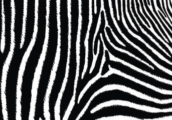 Fototapeta na wymiar Zebra pattern shape vector in black white for background design.
