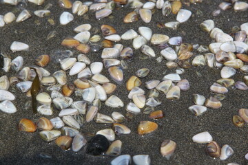 pebbles on the beach