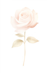 watercolor illustration pink Rose flower and green leaves. Florist bouquet, International Women's Day, Mother's Day, wedding flowers.