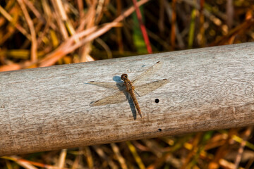dragonfly on wood