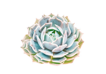 Succulent plant isolated on a white background