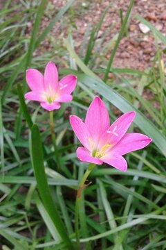 Zephyranthes minuta, also known as the small rain lily or little Zephyr lily, is a species of flowering plant in the Amaryllidaceae family. 
